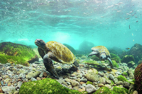 Wall Art - Photograph - Galapagos Green Sea Turtles Feeding On Seaweed Growing On by Shane Gross / Naturepl.com