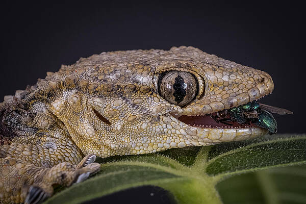 Wall Art - Photograph - Gecko by Thierry Lagandr (transgressed Light)
