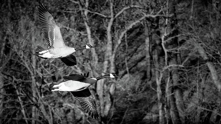 Geese in Flight_Black and White by Brad Simonsen Geese in Flight_Black and White by Brad Simonsen