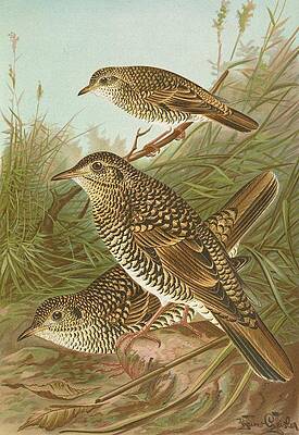 Wall Art - Painting - Geocichla Varia, Geocichla Dauma by Johann Friedrich Naumann