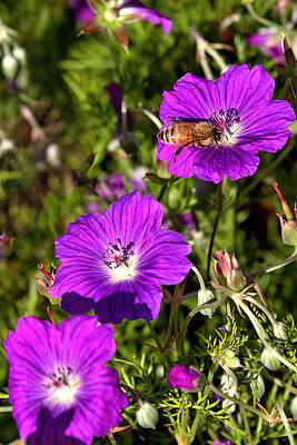 Geranium Rozanne by Michael Gordon Geranium Rozanne by Michael Gordon