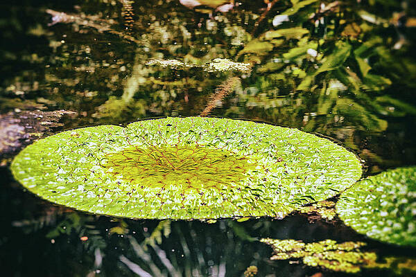 Giant Lily Pad Art for Sale - Fine Art America