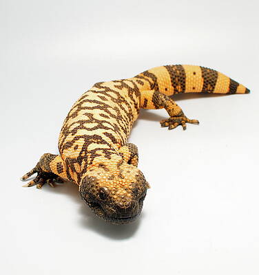 Gila Monster Lizard by Nathan Abbott Gila Monster Lizard by Nathan Abbott