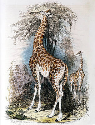 Wall Art - Drawing - Giraffe Browsing On A Tree, 1836 by Print Collector