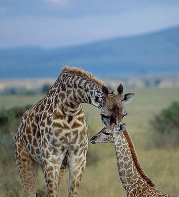 Wall Art - Photograph - Giraffe Giraffa Camelopardalis Mother by Grant V. Faint
