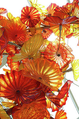 Wall Art - Photograph - Glass flowers with sunlight by Steve Estvanik