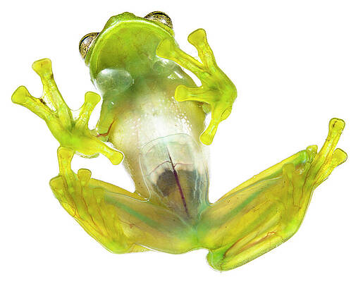 Wall Art - Photograph - Glass Frog Ventral / Underside View , Cosnipata Valley by Emanuele Biggi / Naturepl.com