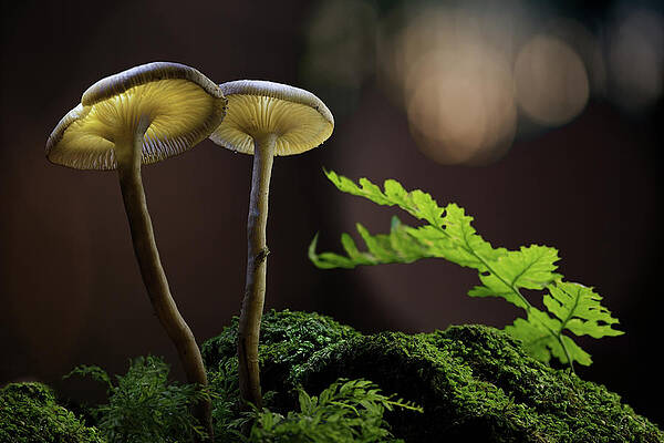 Glowing mushroom - autumn lanterns by Dirk Ercken Glowing mushroom - autumn lanterns by Dirk Ercken