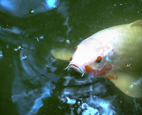 Wall Art - Photograph - Go Fish by C Winslow Shafer