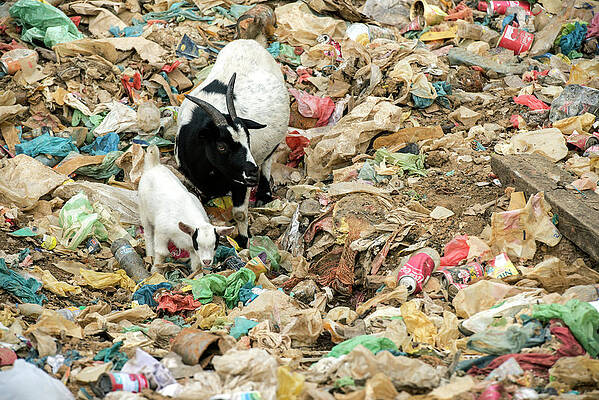 Wall Art - Photograph - Goat With Kid Foraging In A Garbage Dump Surrounded By by Sergio Hanquet / Naturepl.com