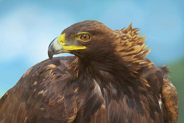 Golden Eagle Majesty by Mark Miller Golden Eagle Majesty by Mark Miller