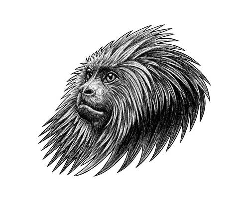 Wall Art - Drawing - Golden headed lion tamarin - ink illustration by Loren Dowding