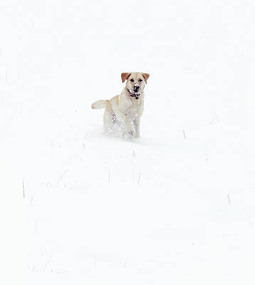 Golden Labrador In The Snow Print by Trudie Davidson