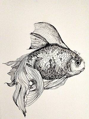 Goldfish Drawings | Fine Art America