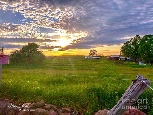 Gouveia Vineyard At Sunset by MaryLee Parker Gouveia Vineyard At Sunset by MaryLee Parker