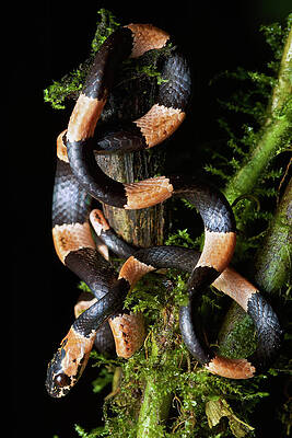 Graceful Snail-eater At Night by James Christensen Graceful Snail-eater At Night by James Christensen