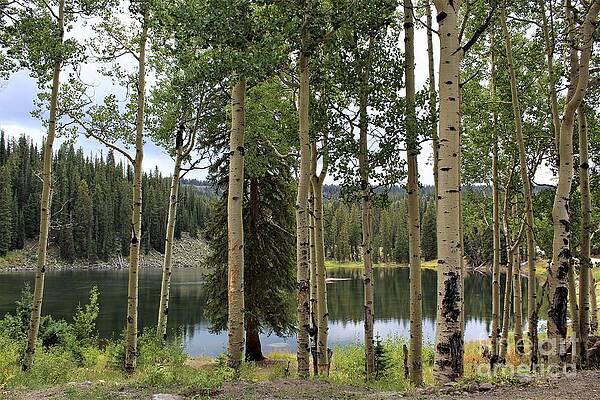 Wall Art - Photograph - Grand Mesa Lake by Tammie J Jordan