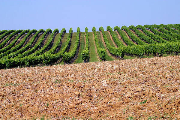 Wall Art - Photograph - Grape vines and ploughed field by Seeables Visual Arts