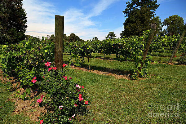 Wall Art - Photograph - Grapevines in North Carolina in the Yadkin Valley Area by Jill Lang