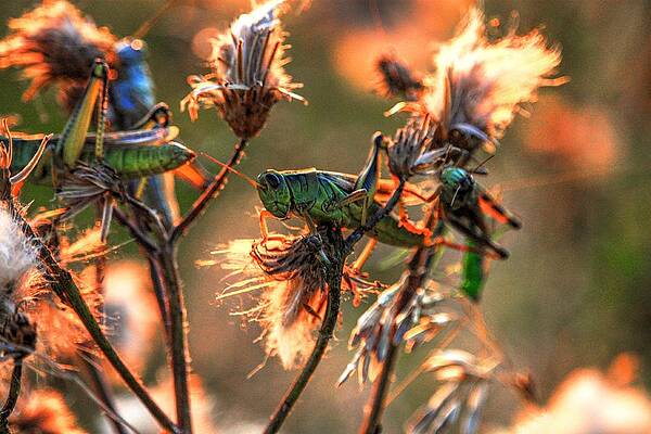 Grass hoppers by David Matthews Grass hoppers by David Matthews