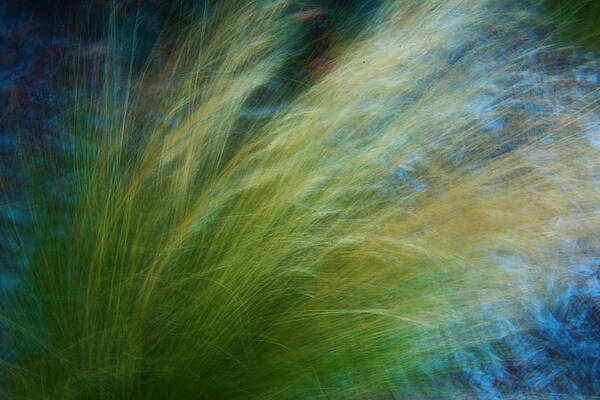 Green Tall Grass in the Wind by Yulia Kazansky Green Tall Grass in the Wind by Yulia Kazansky