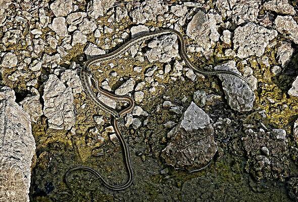 Grass snakes on rocks by Martin Smith Grass snakes on rocks by Martin Smith