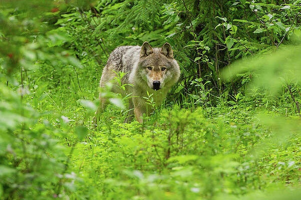 Wall Art - Photograph - Gray Wolf, Golden, British Columbia by Cultura Rf/geoff Oddie