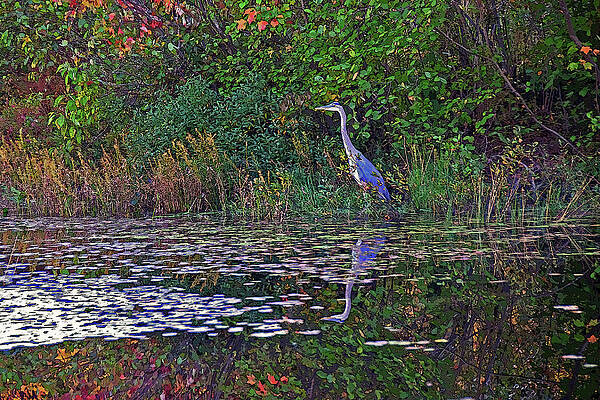 Great Blue Heron in Autumn by Wayne Marshall Chase Great Blue Heron in Autumn by Wayne Marshall Chase
