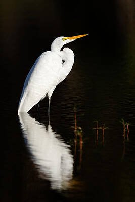 Great Egret by David Eppley Great Egret by David Eppley