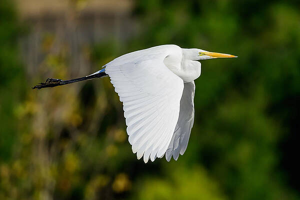Wall Art - Photograph - Great Egret by Moses Wang