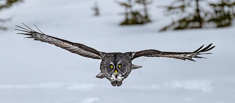 Wall Art - Photograph - Great Grey Owl   ! by Jie  Fischer