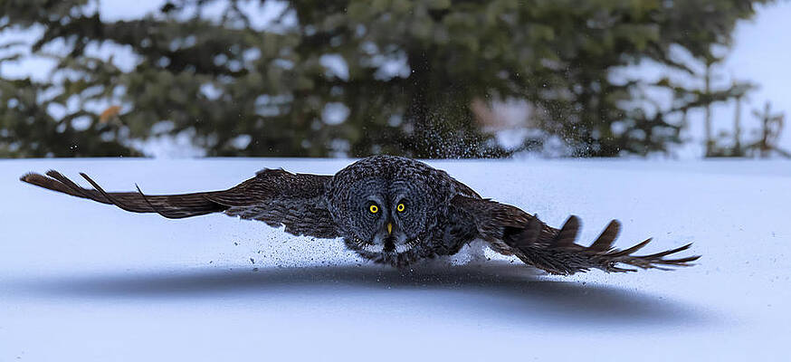 Wall Art - Photograph - Great Grey Owl  Fly by Jie  Fischer