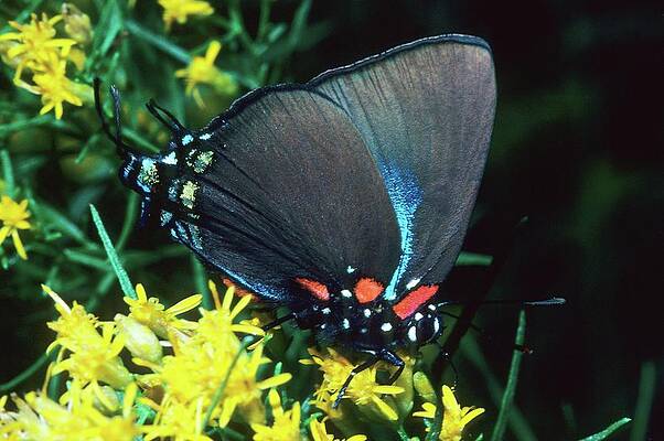 Wall Art - Photograph - Great Purple Hairstreak (atlides by Barry Mansell