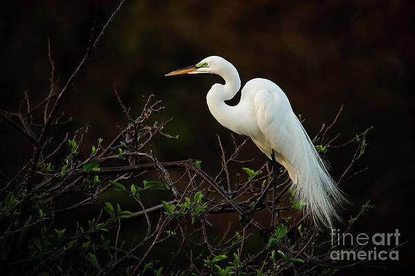 Great White Egret at Twilight by Sabrina L Ryan Great White Egret at Twilight by Sabrina L Ryan