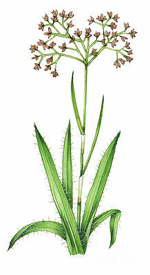 Wall Art - Photograph - Great Wood-rush (luzula Sylvatica) by Lizzie Harper/science Photo Library