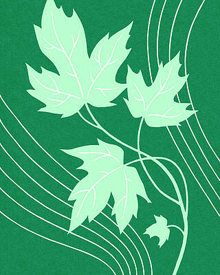 Maple Leaf Drawing by CSA Images - Fine Art America