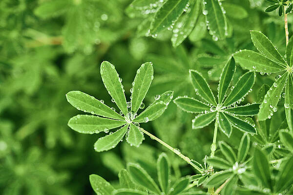 Wall Art - Photograph - Green Plants With Raindrops On Shrub by Cavan Images