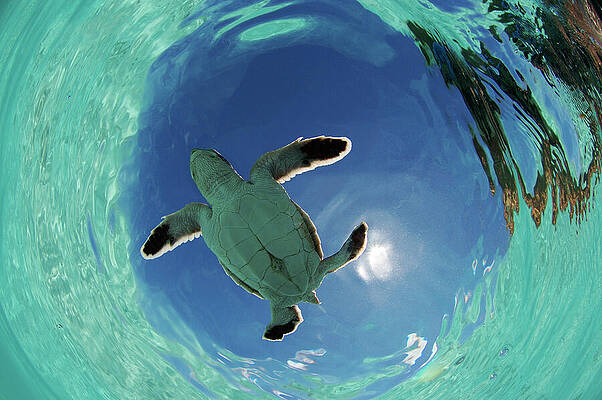Wall Art - Photograph - Green Turtle Hatchling Swims Towards The Deep Part Of The by Willem Kolvoort / Naturepl.com