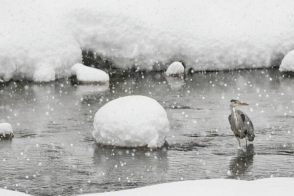 Wall Art - Digital Art - Grey Heron, Aosta Valley, Italy by Marco Ronconi
