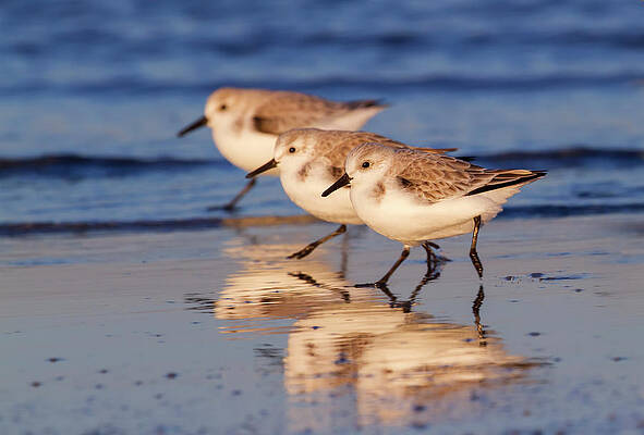Wall Art - Photograph - Group Of Sanderlings, Running by Ivan Kuzmin