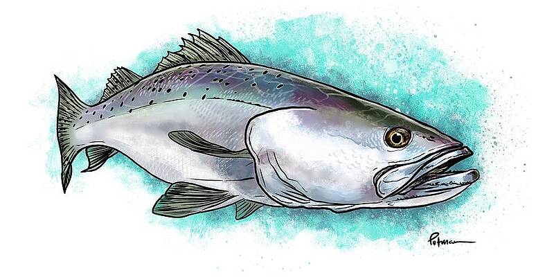 Gulf Coast Speck by Kevin Putman Gulf Coast Speck by Kevin Putman