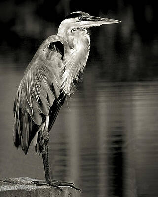 Handsome Heron by Joe Sclafani