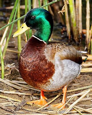 Wall Art - Photograph - Handsome Mallard by KJ Swan