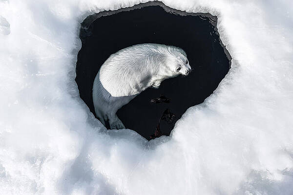 Wall Art - Photograph - Harp Seal Pup Swimming In A Hole In The Ice, Magdalen by Uri Golman / Naturepl.com