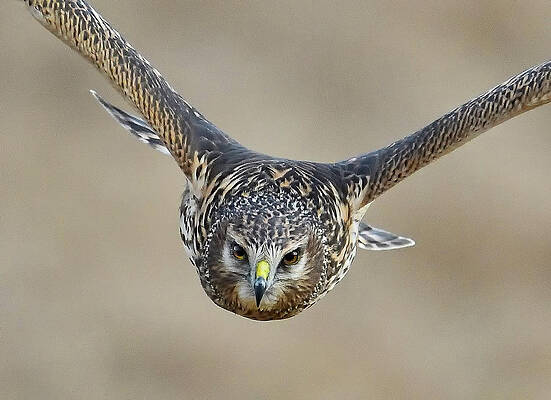 Harrier Eye-to-Eye by William Jobes Harrier Eye-to-Eye by William Jobes