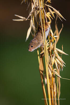 Wall Art - Photograph - Harvest Mouse Playing In Corn Reeds by John Blowes