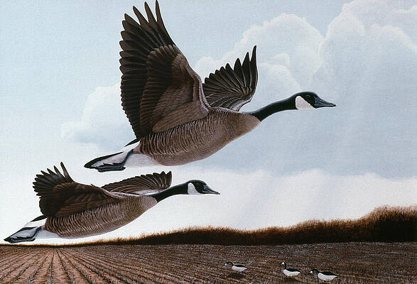 Canada Goose Art | Pixels