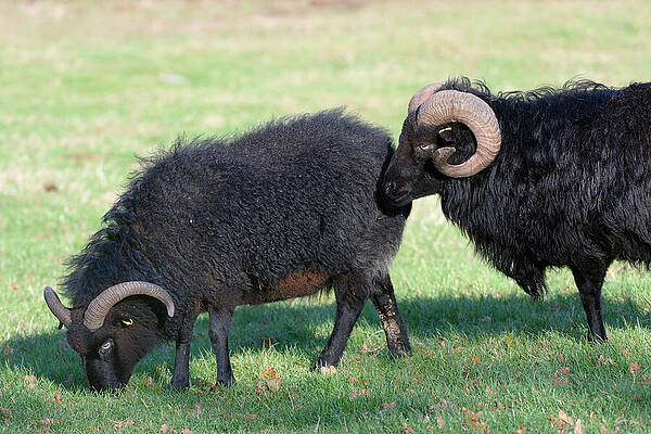 Wall Art - Photograph - Hebridean Sheep Ram Approaching An Ewe In Meadow, Rutland by Nick Upton / Naturepl.com