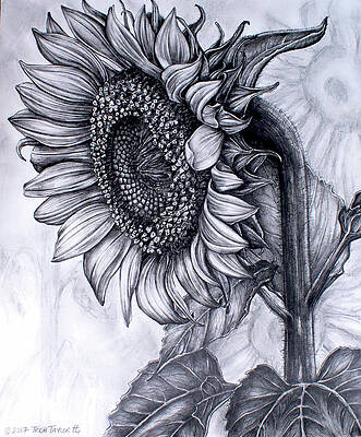 Featured image of post Sunflower Drawing Black And White / Black and white grungy detailed sunflower illustration in hand drawn style.