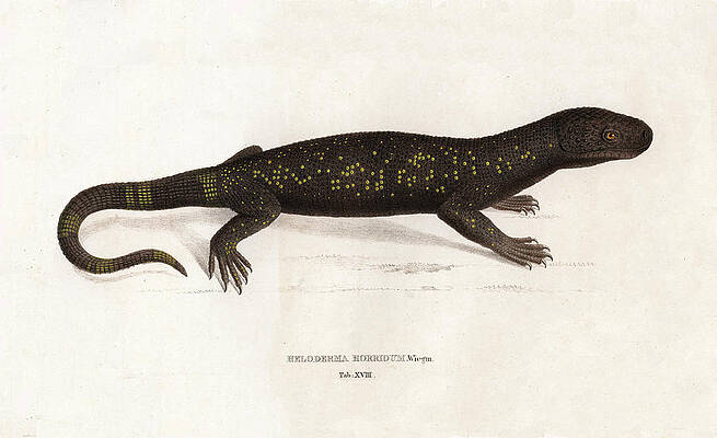 Wall Art - Drawing - Heloderma horridum, Beaded Lizard by Unknown